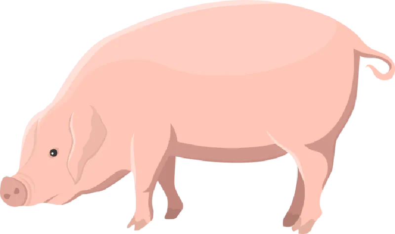 Heo - Pig